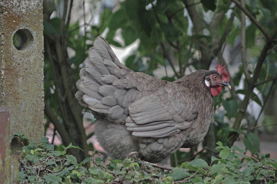 View of a bird on land
