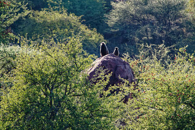 View of an animal on land