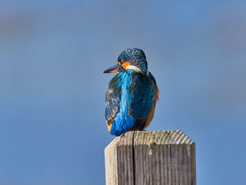 Common kingfisher, alcedo atthis, in the marsh of the albufera of valencia, spain