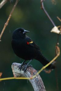 Close-up of bird perching on branch