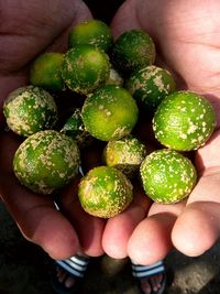 Close-up of hand holding fruit