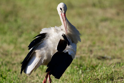 Lady stork