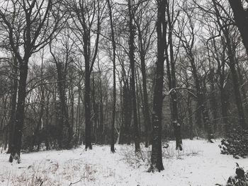 Bare trees in forest during winter