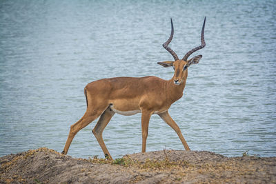 Deer standing by sea against sky