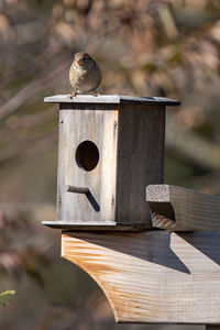 Little bird on top of a bird house mounted in the garden is waiting for new visitors