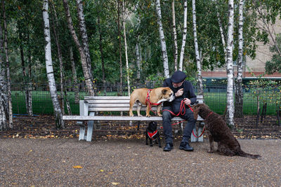 Dog sitting in park during autumn