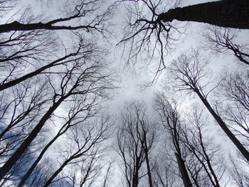 Low angle view of bare trees against sky