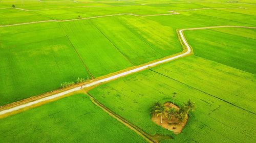 High angle view of green leaf on land