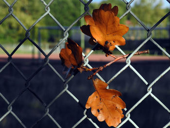 Close-up of orange maple leaves on chainlink fence