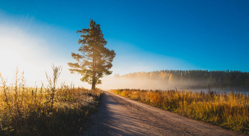 Country road amidst field and trees  on misty morning during autumn