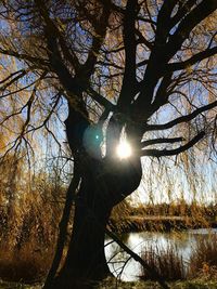 Low angle view of silhouette tree against sky during sunset