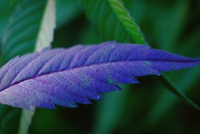 Close-up of purple leaves on plant