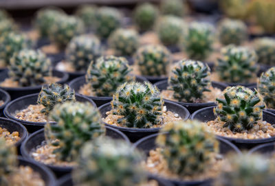 Close-up of potted plants