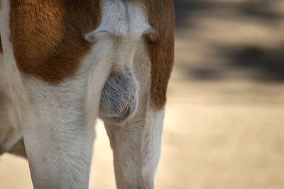 Close-up of a horse