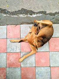 High angle view of dog sleeping on sidewalk