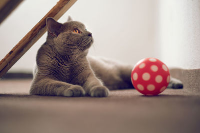 Portrait of cat lying on floor