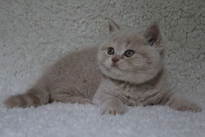 Portrait of cat relaxing at home