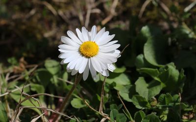 Close-up of white daisy flower