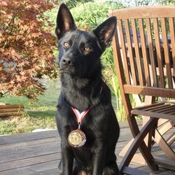 Portrait of black dog sitting on bench