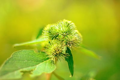 Close-up of green plant