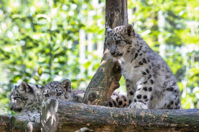 Cat relaxing on tree trunk in zoo