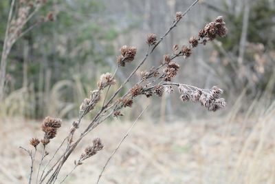 Close-up of wilted plant on field