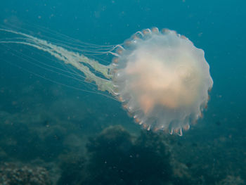 Jellyfish swimming in sea