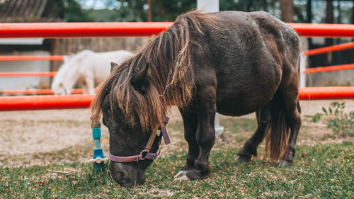 Horse grazing in ranch