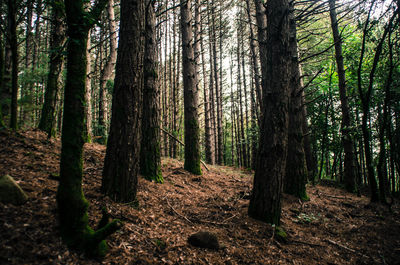 Trees in forest