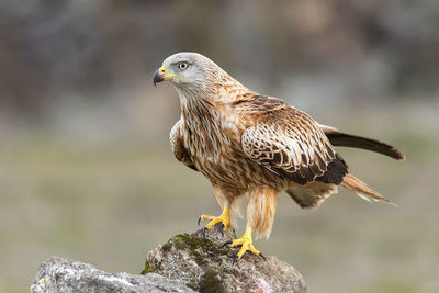 Close-up of kite perching on rock