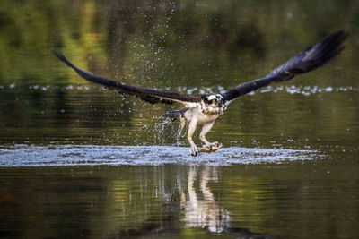 Osprey fishing