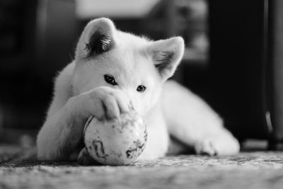 Close-up portrait of cat