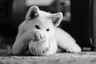 Close-up portrait of dog