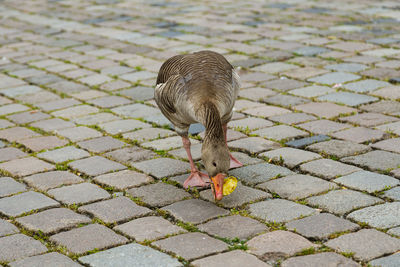 High angle view of a bird on footpath