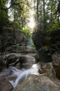 Scenic view of waterfall in forest