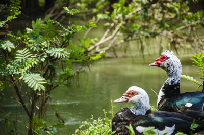 Close-up of birds by lake