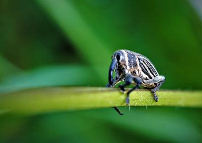 Close-up of the boll weevil on leaf