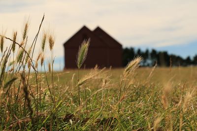 Close-up of grass on field against sky