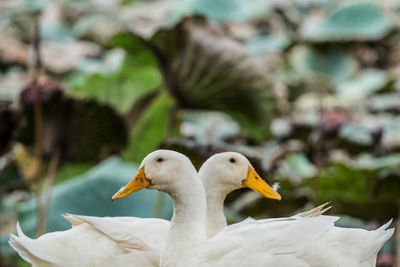 Close-up of birds