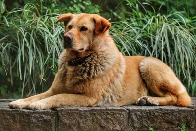 View of a dog sitting