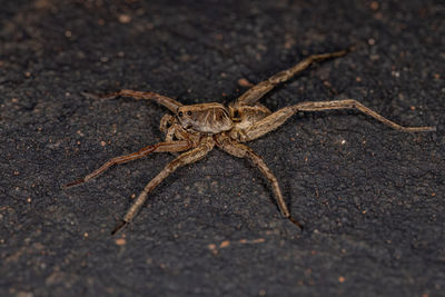 Close-up of spider on street