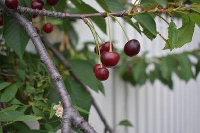 Close-up of berries growing on tree