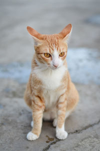 Portrait of cat sitting on footpath