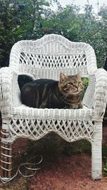 Portrait of cat sleeping on chair