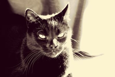 Close-up portrait of cat