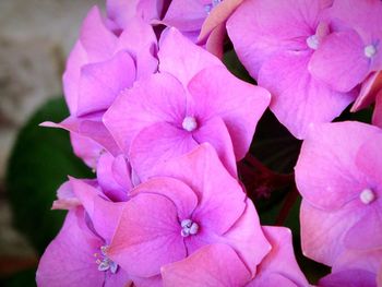 Close-up of pink flowers blooming outdoors