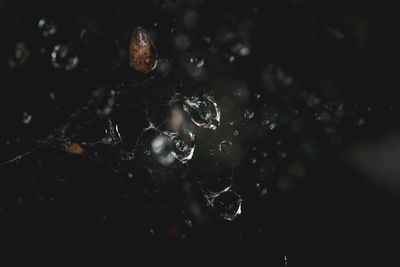 Close-up of raindrops on spider web