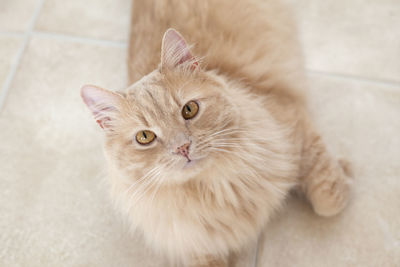 High angle portrait of a cat