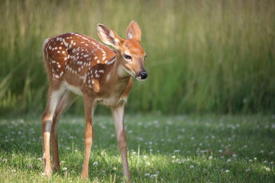 Fawn in a field