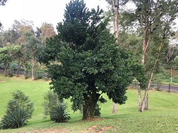 Trees on field